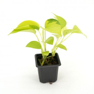 Epipremnum aur. | 'Neon' Pothos