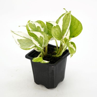 Epipremnum aur. 'Njoy' | Pothos
