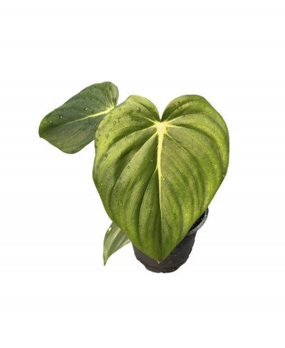 Philodendron pastazanum | Philodendron