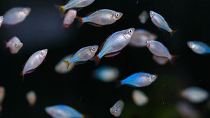Praecox Rainbowfish "Pagai"