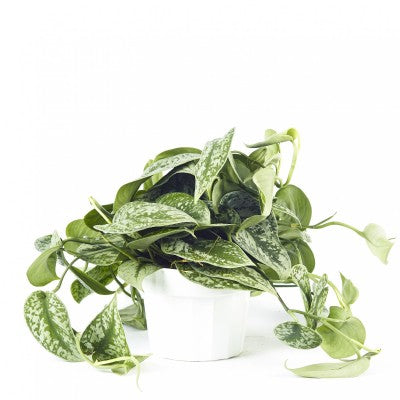 satin pothos water Scindapsus pict. 'Silvery Ann'