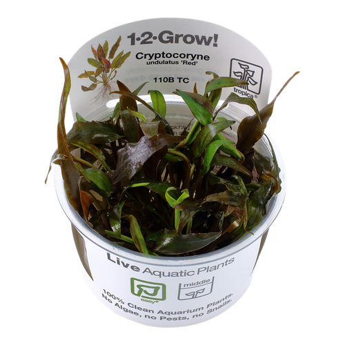 Cryptocoryne undulatus 'Red'